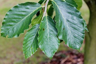 Fagus grandifolia 'Caroliniana' - buk velkolistý - listy (2)
